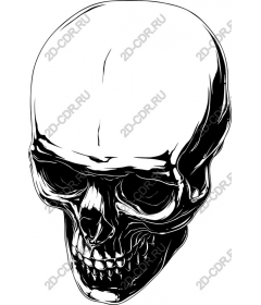 Premium Skull