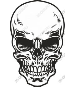 Premium-detailed skull