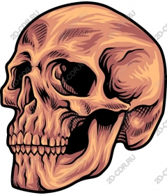 Intricate skull