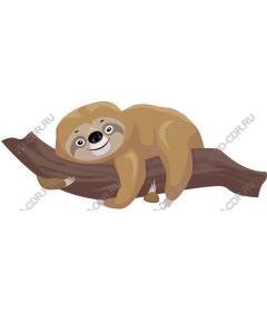 Adorable sloth