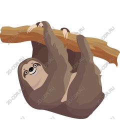 Playful sloth hanging