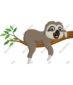 Playful sloth