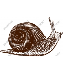  Elegant Snail