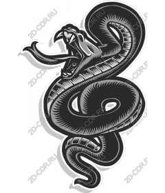  Fierce black-and-white snake