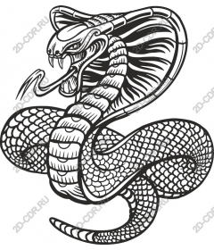  Cobra