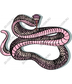  Charming the snake