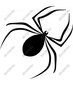  Black spider