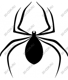  Black spider