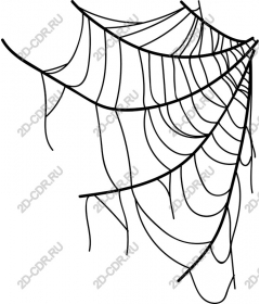  Black and white spider web