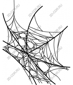  A complex web