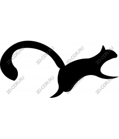 Playful cat