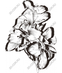  Elegant gladiolus