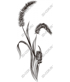  Elegant grass
