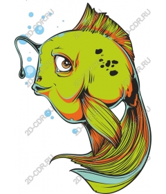  Fancy fish