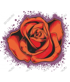  Bright orange rose
