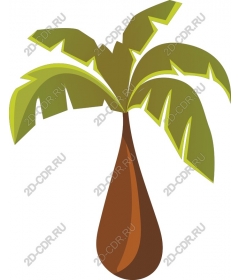  Tropical banana palm