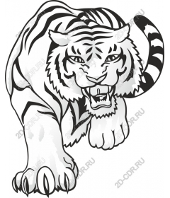  A Majestic White Tiger