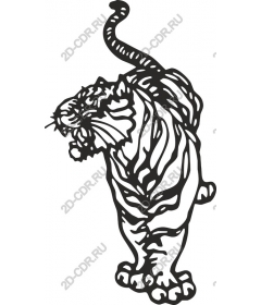 Roaring tiger