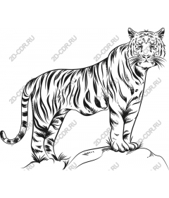Majestic tiger