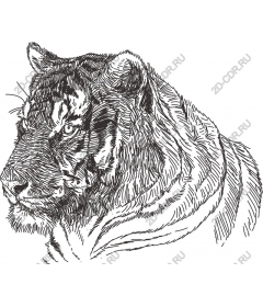 Majestic tiger