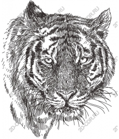 Majestic tiger head