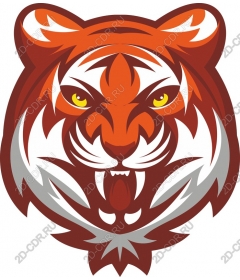  Head of a ferocious tiger