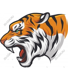 Head of a ferocious tiger