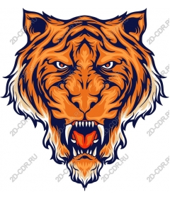  Fierce face of a tiger