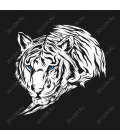  A Majestic White Tiger
