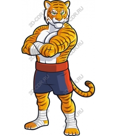  The muscular character of the tiger