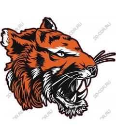 Head of a ferocious tiger