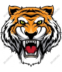 Head of a ferocious tiger