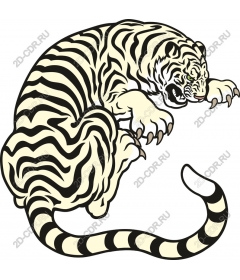  A Majestic White Tiger