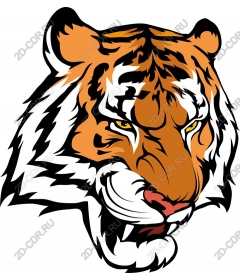 Tiger head