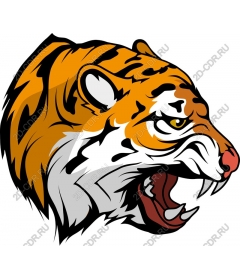 Head of a ferocious tiger
