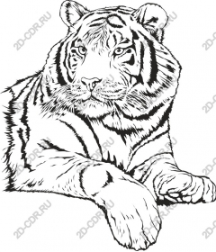 Majestic tiger