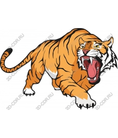 Roaring tiger