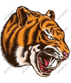 Head of a ferocious tiger