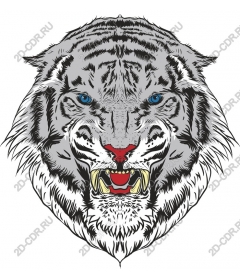 Head of a ferocious white tiger