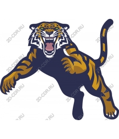 Roaring tiger