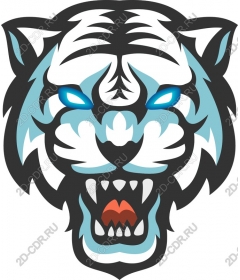  Fierce blue-eyed white tiger