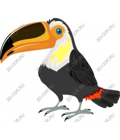  Colorful Toucan