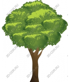 Lush green tree