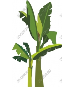 Tropical banana plant