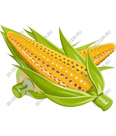  Fresh corn on the cob