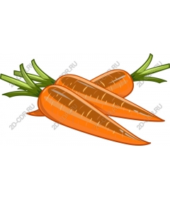  Fresh carrots