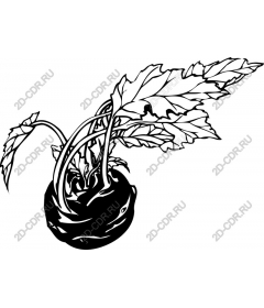 Элегантная черно-белая репа
