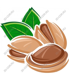  Pistachio nuts with leaves