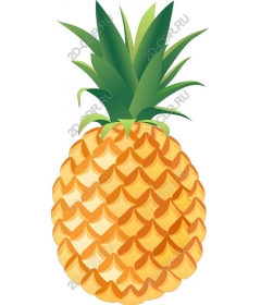  Tropical Pineapple