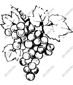 Vine - Black and white